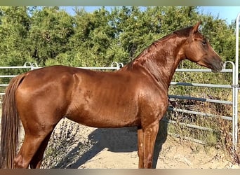 Anglo-Arab, Mare, 3 years, 16 hh, Chestnut