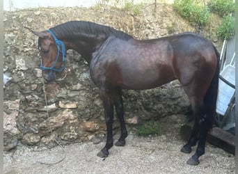 Anglo-Arab, Mare, 4 years, 14,2 hh, Bay-Dark