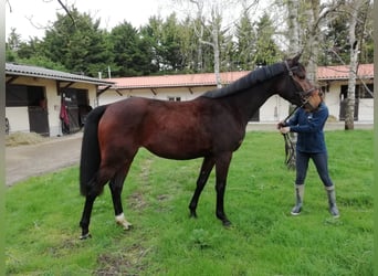 Anglo-Arab, Mare, 4 years, 15,2 hh, Brown