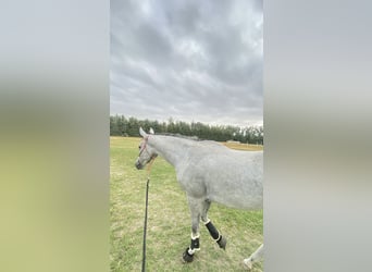 Anglo-Arab, Mare, 4 years, 15 hh, Grey