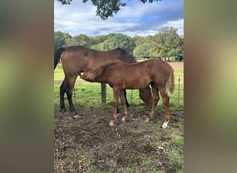 Anglo-Arabo, Stute, 4 Jahre, 16,1 hh, Dunkelbrauner