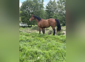 Anglo-Arabo, Stute, 4 Jahre, 16,1 hh, Dunkelbrauner