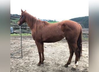 Anglo-Arab, Mare, 4 years, 16.2 hh, Chestnut-Red