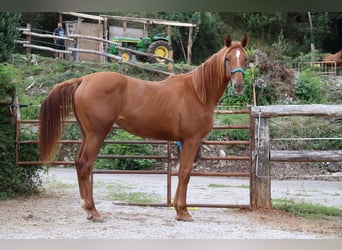 Anglo-Arab, Mare, 4 years, 16.2 hh, Chestnut-Red
