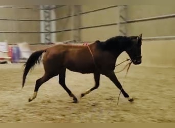 Anglo-Arab, Mare, 4 years, 16 hh, Brown