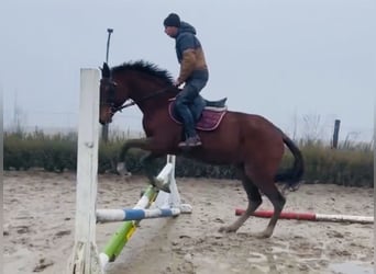 Anglo-Arab, Mare, 4 years, 16 hh, Brown