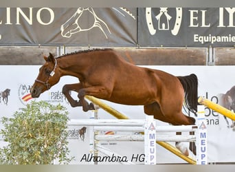 Anglo-Arab, Mare, 4 years, 16,1 hh, Bay-Dark