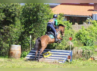 Anglo-Arab, Mare, 5 years, 14.1 hh, Brown