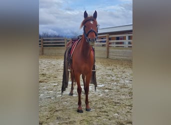 Anglo-Arab, Mare, 5 years, 14.2 hh, Chestnut-Red