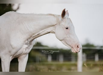 Anglo-Arab, Mare, 5 years, 14.3 hh, White