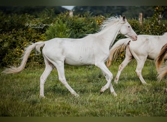 Anglo-Arab, Mare, 5 years, 14.3 hh, White