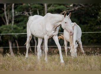 Anglo-Arab, Mare, 5 years, 14.3 hh, White