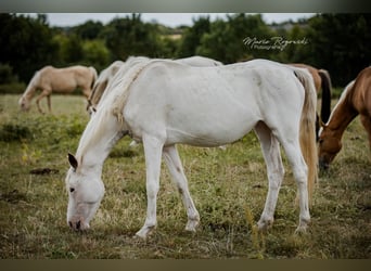 Anglo-Arab, Mare, 5 years, 14,3 hh, White