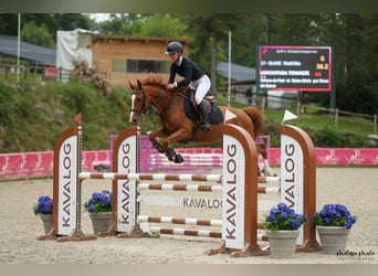 Anglo-Arab, Mare, 5 years, 15,2 hh, Chestnut-Red