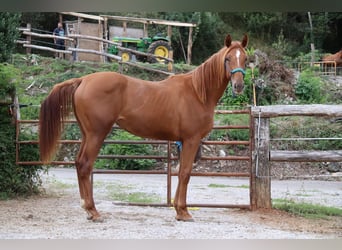 Anglo-Arab, Mare, 5 years, 16,2 hh, Chestnut-Red