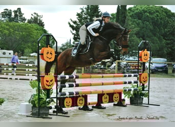 Anglo-Arab, Mare, 5 years, 16 hh, Brown