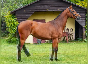 Anglo-Arab, Mare, 5 years, 16 hh, Brown
