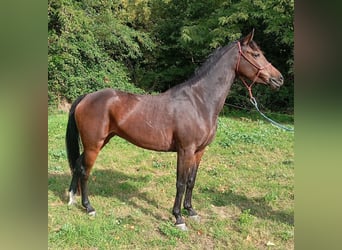 Anglo-Arab, Mare, 5 years, 16 hh, Smoky-Black