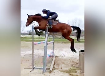 Anglo-Arab, Mare, 5 years, 16,3 hh, Brown