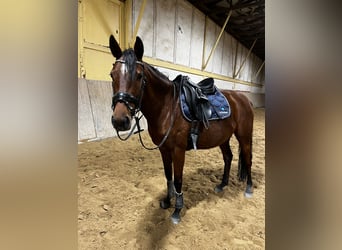 Anglo-Arab, Mare, 6 years, 14.3 hh, Brown