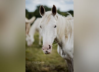 Anglo-Arab, Mare, 6 years, 14.3 hh, White