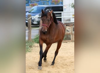 Anglo-Arab, Mare, 6 years, 15.1 hh, Brown