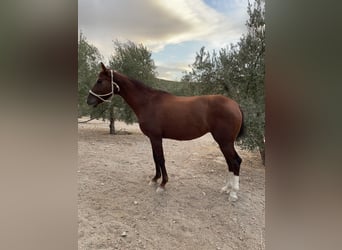 Anglo-Arab, Mare, 6 years, 15.2 hh, Chestnut-Red