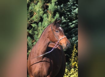 Anglo-Arab, Mare, 6 years, 15.3 hh, Brown