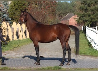 Anglo-Arab, Mare, 6 years, 15.3 hh, Brown