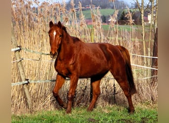 Anglo-Arab, Mare, 6 years, 15,2 hh, Chestnut-Red