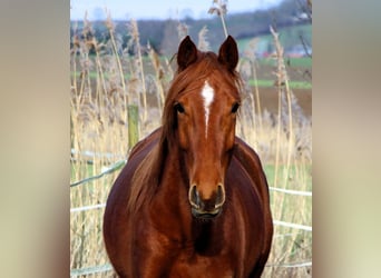 Anglo-Arab, Mare, 6 years, 15,2 hh, Chestnut-Red