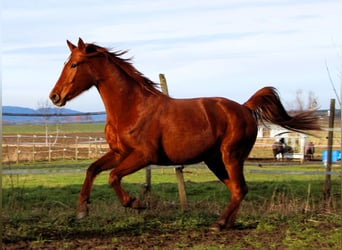 Anglo-Arab, Mare, 6 years, 15,2 hh, Chestnut-Red