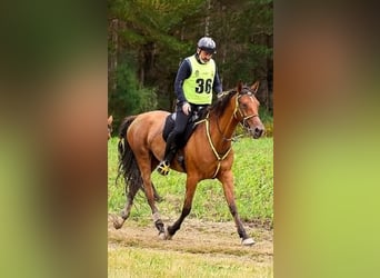 Anglo-Arab, Mare, 6 years, 16 hh, Brown