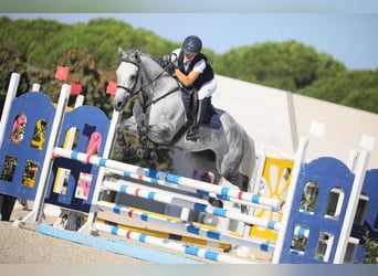 Anglo-Arab, Mare, 6 years, 16 hh, Gray