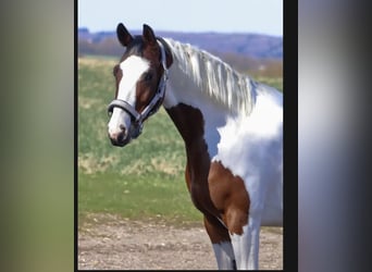 Anglo-Arab, Mare, 6 years, 16 hh, Overo-all-colors