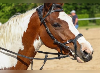 Anglo-Arab, Mare, 6 years, 16 hh, Overo-all-colors