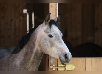 Anglo-Arabo, Stute, 7 Jahre, 14,2 hh, Schimmel