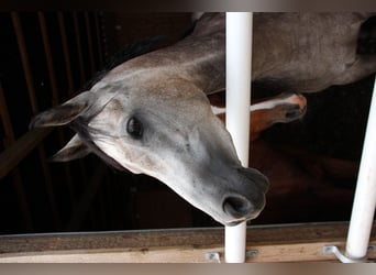 Anglo-Arabo, Stute, 7 Jahre, 14,2 hh, Schimmel