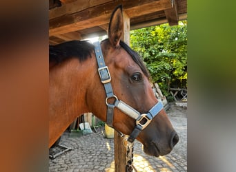 Anglo-Arab, Mare, 7 years, 14,3 hh, Brown