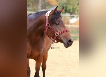 Anglo-Arab, Mare, 7 years, 15,1 hh, Brown