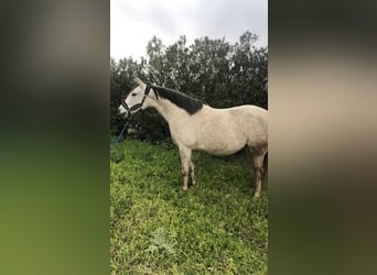 Anglo-Arab Mix, Mare, 7 years, 15.1 hh, Gray