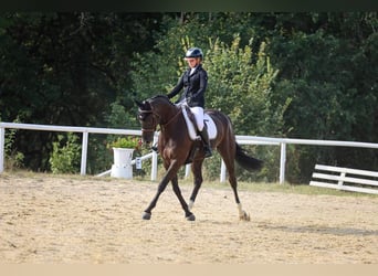 Anglo-Arab, Mare, 7 years, 15,2 hh, Black