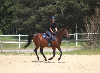 Anglo-Arab, Mare, 7 years, 15.3 hh, Brown