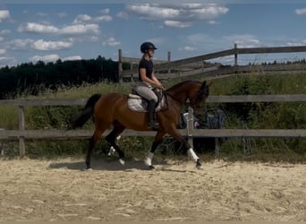 Anglo-Arab, Mare, 7 years, 15,1 hh, Brown