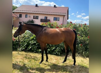 Anglo-Arab, Mare, 7 years, 15,1 hh, Brown