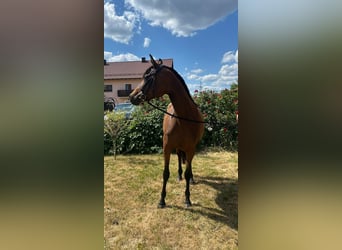 Anglo-Arab, Mare, 7 years, 15,1 hh, Brown