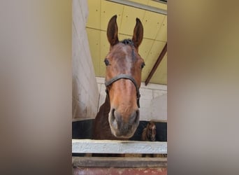 Anglo-Arab Mix, Mare, 7 years, 15,1 hh, Brown