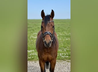 Anglo-Arab Mix, Mare, 7 years, 15,1 hh, Brown