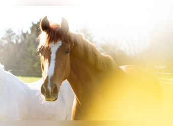 Anglo-Arab, Mare, 8 years, 15,1 hh, Chestnut-Red
