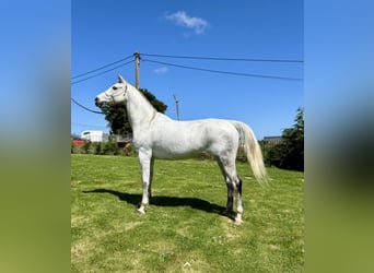 Anglo-Arab, Mare, 8 years, 15,1 hh, Grey